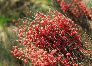 کشت «افدرا» در کمین ایران