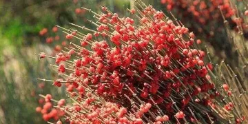 کشت «افدرا» در کمین ایران