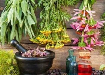 آذربایجان غربی رویشگاه گیاهان دارویی کشور