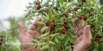 نوبرانه‌های پر خاصیت در پایتخت عناب ایران