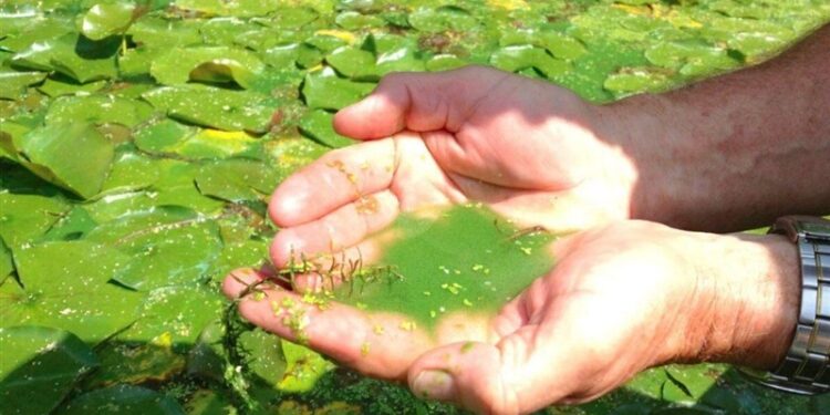 درمان بیماری دیابت و کبد چرب با جلبک‌ها